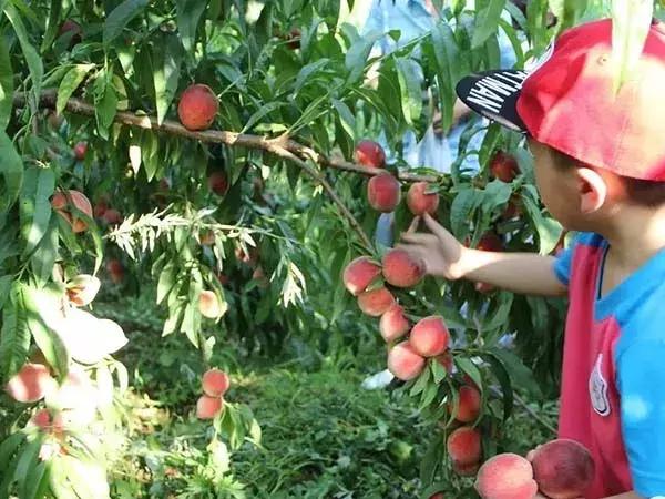 成都摘桃子地方推荐,桃子熟了去摘桃