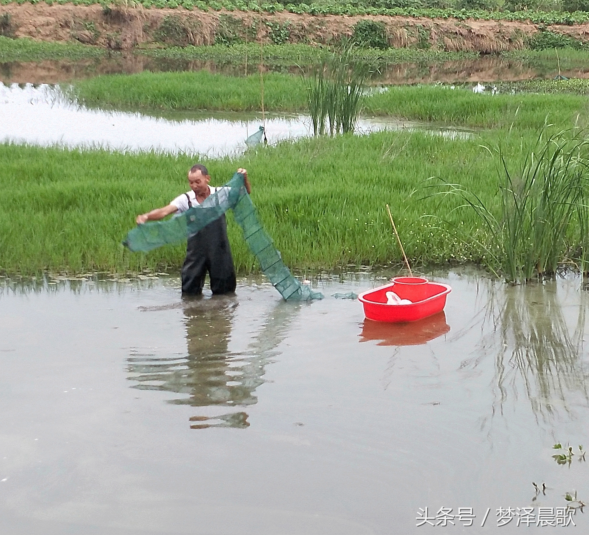 美食炖大龙虾超大的,孤独的美食龙虾