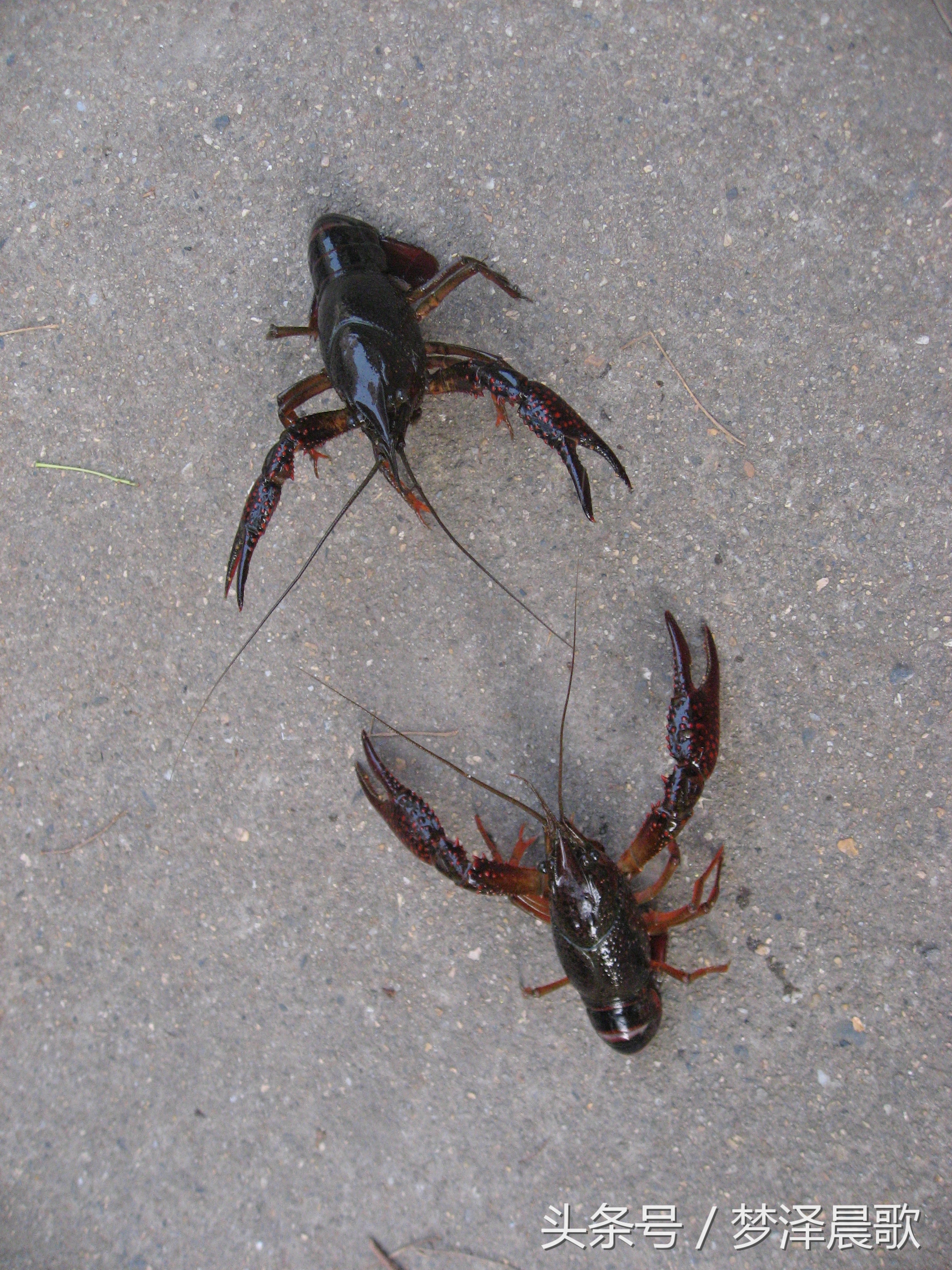 美食炖大龙虾超大的,孤独的美食龙虾