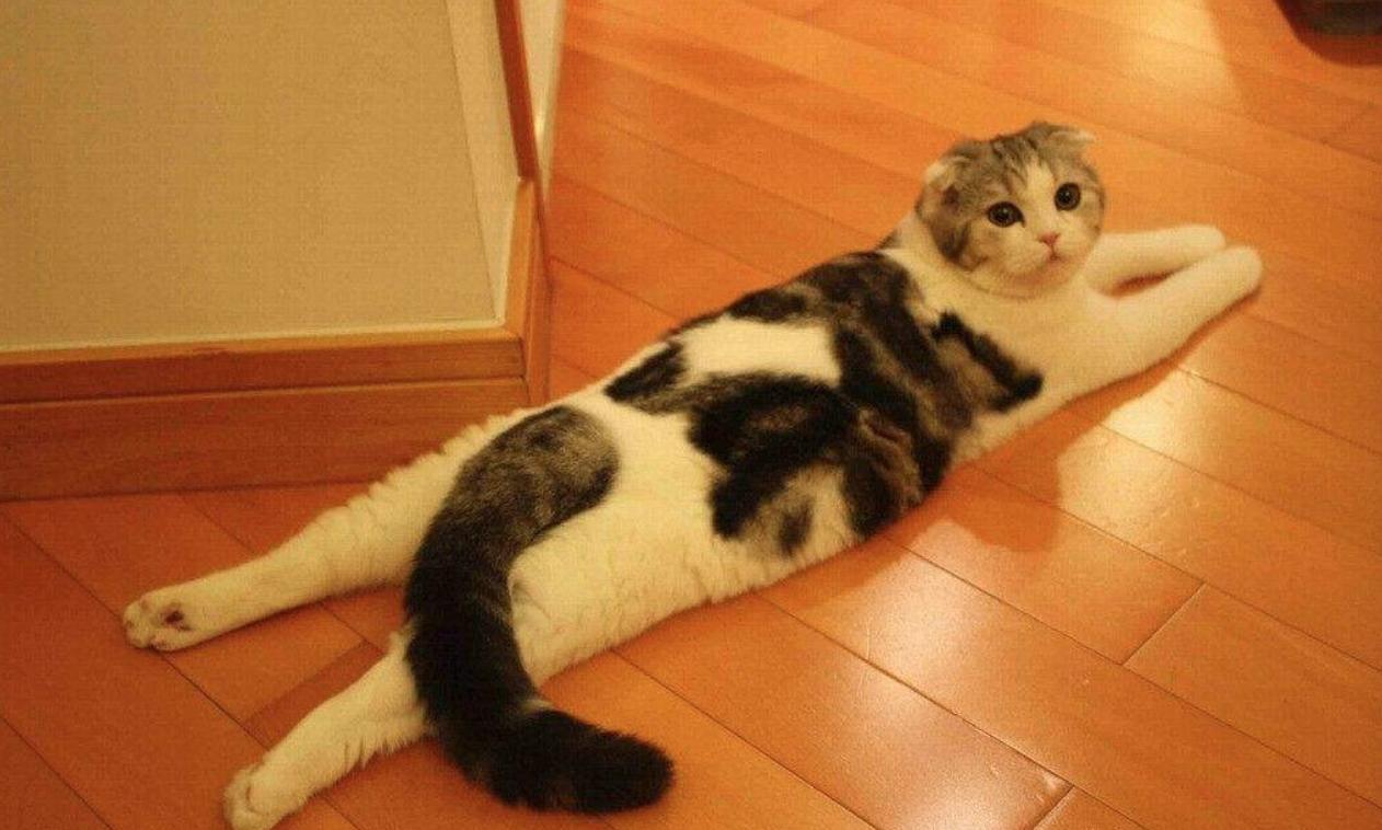 猫咪尿沙发怎么去除猫尿味,猫咪尿床上了怎么去除猫尿味