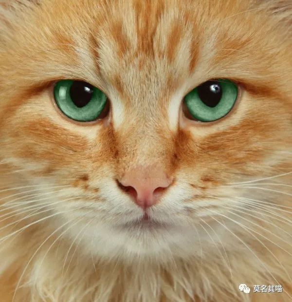 猫杏眼和圆眼的区别图,猫的第三眼睑是什么