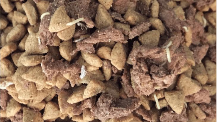 猫狗生虫是什么样的,猫狗粮细菌超标