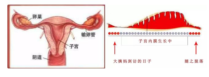 不洗头不吃冰，你对经期到底有什么误会？
