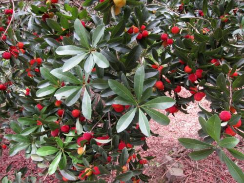 杨梅一年病虫害管理,杨梅怎么管理才能提早开花结果