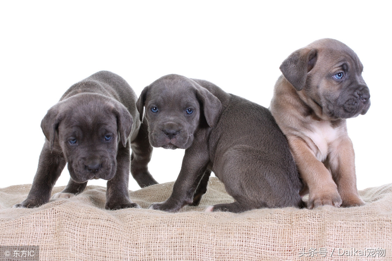 卡斯罗5个月吐拉稀站不起来,卡斯罗三个月突然食欲不好