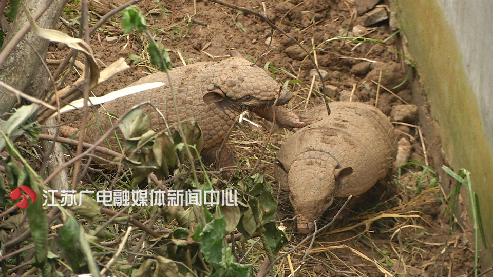 世界杯巴西吉祥物,2017巴西世界杯吉祥物