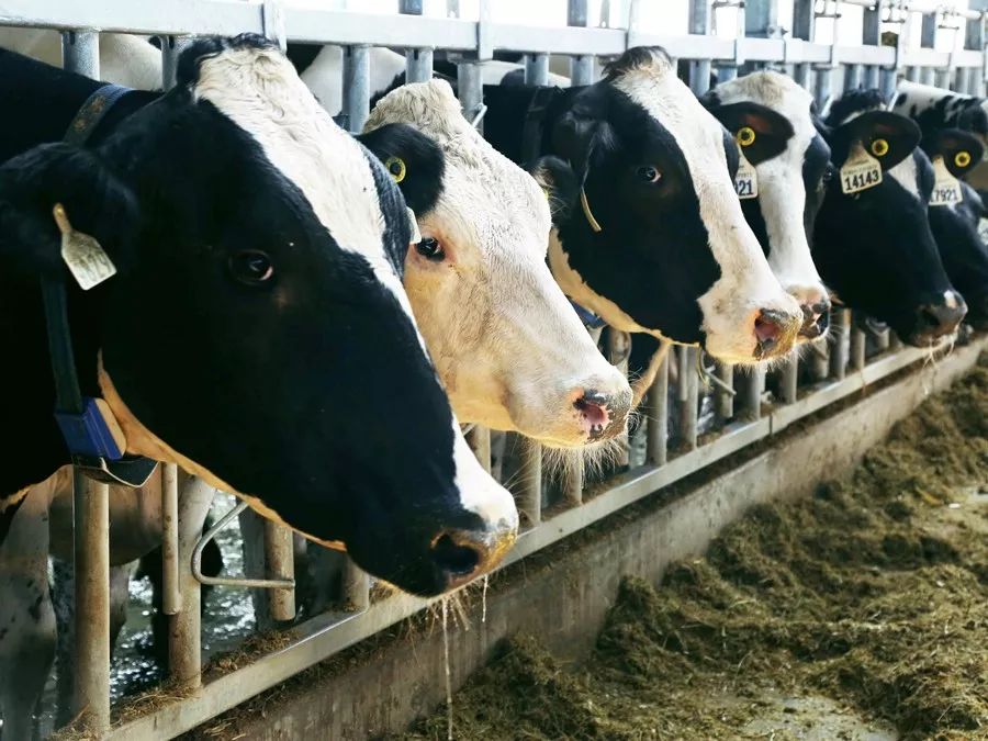 牧场放心奶拼团,牧场牛奶拼团