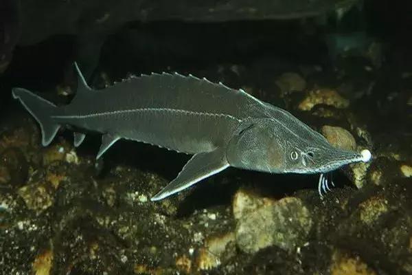 海外代购的荒唐陷阱,最可怕的代购骗局