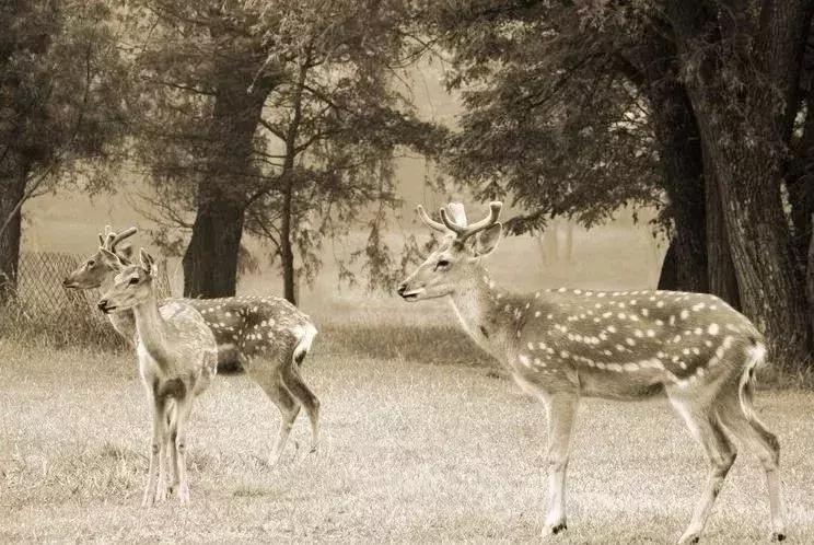 揭露各种海外代购真相,朋友圈代购真实案例