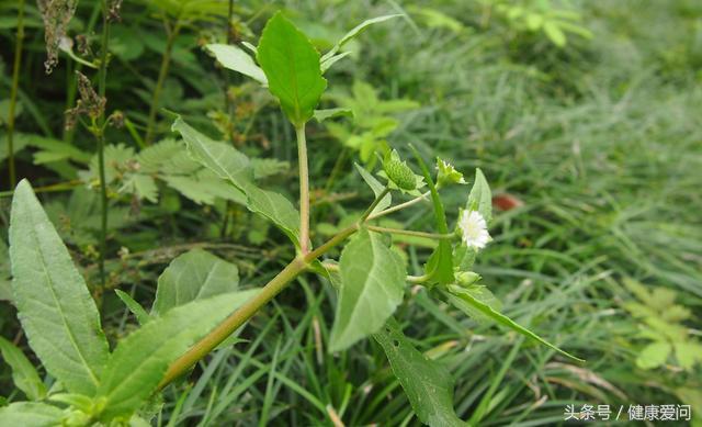 每日一味中药墨旱莲,每日学一味中药牛膝