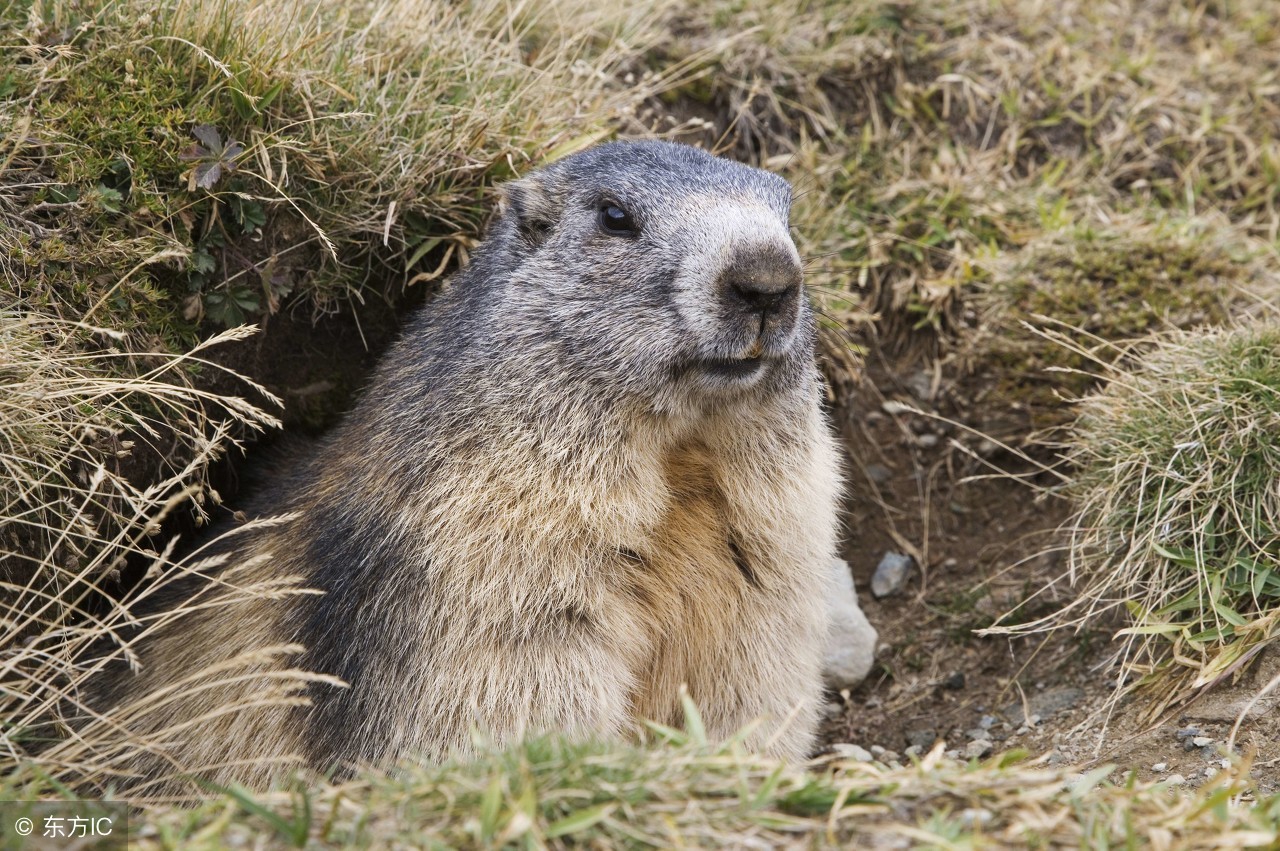 土拨鼠体内含有的细菌有多可怕,土拨鼠致命细菌