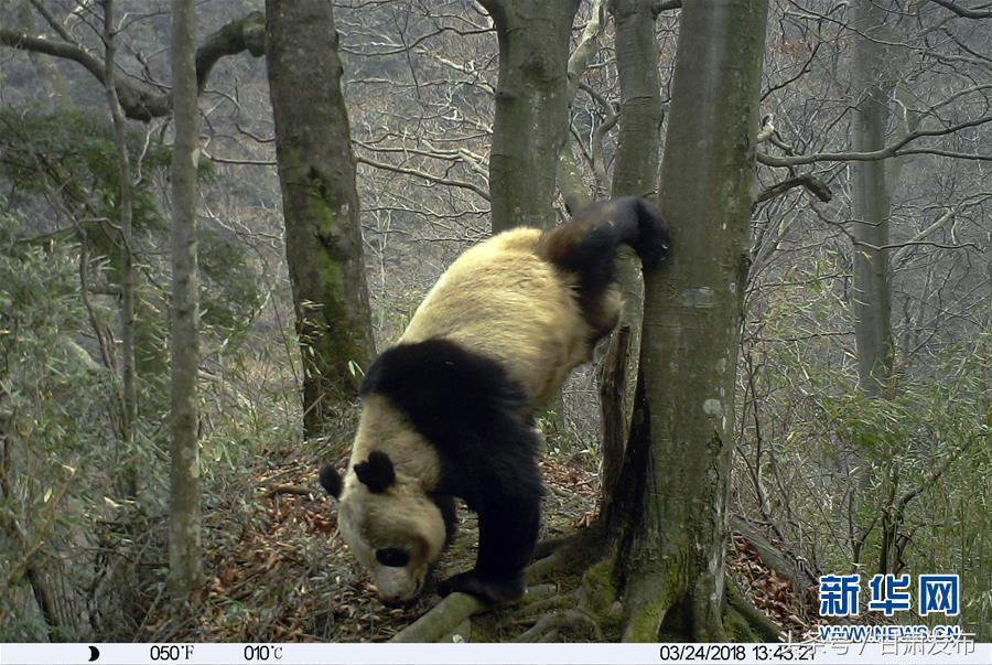 对野生大熊猫的保护,野生大熊猫保护好消息