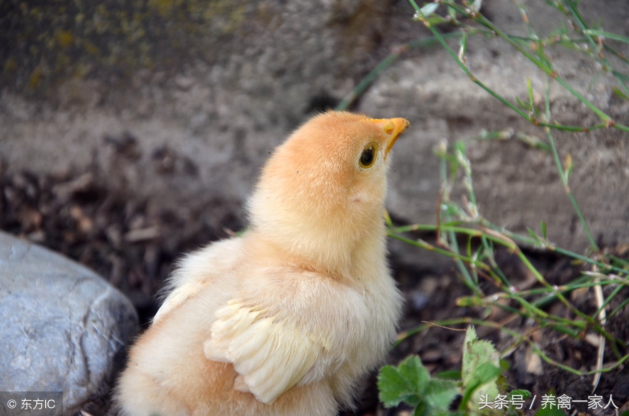 养鸡秘诀：揭秘雏鸡糊肛的五大原因，学会了雏鸡成活率肯定提高！