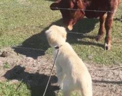 金毛幼犬是不是都很调皮,金毛狗狗太有灵气了