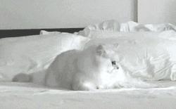 手机丢了绑定的微信支付宝银行卡怎么办？蜀黍奉上全方位操作流程，教不会你算我输！