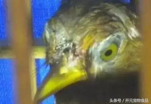 极品画眉鸟头型显示大图,极品画眉斗鸟选择