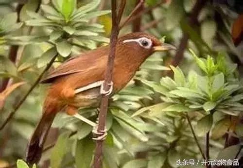 极品画眉鸟头型显示大图,极品画眉斗鸟选择