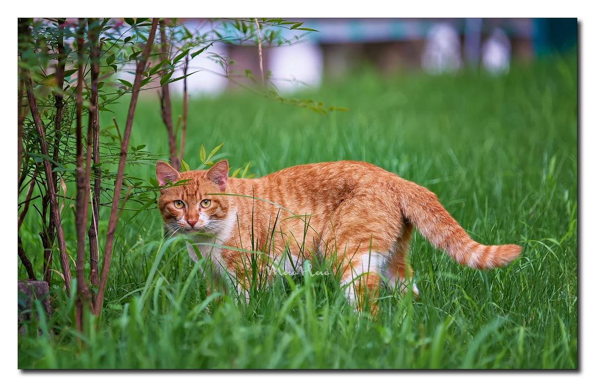 中华田园猫品种受欢迎排行,中华田园猫品种大全及图片