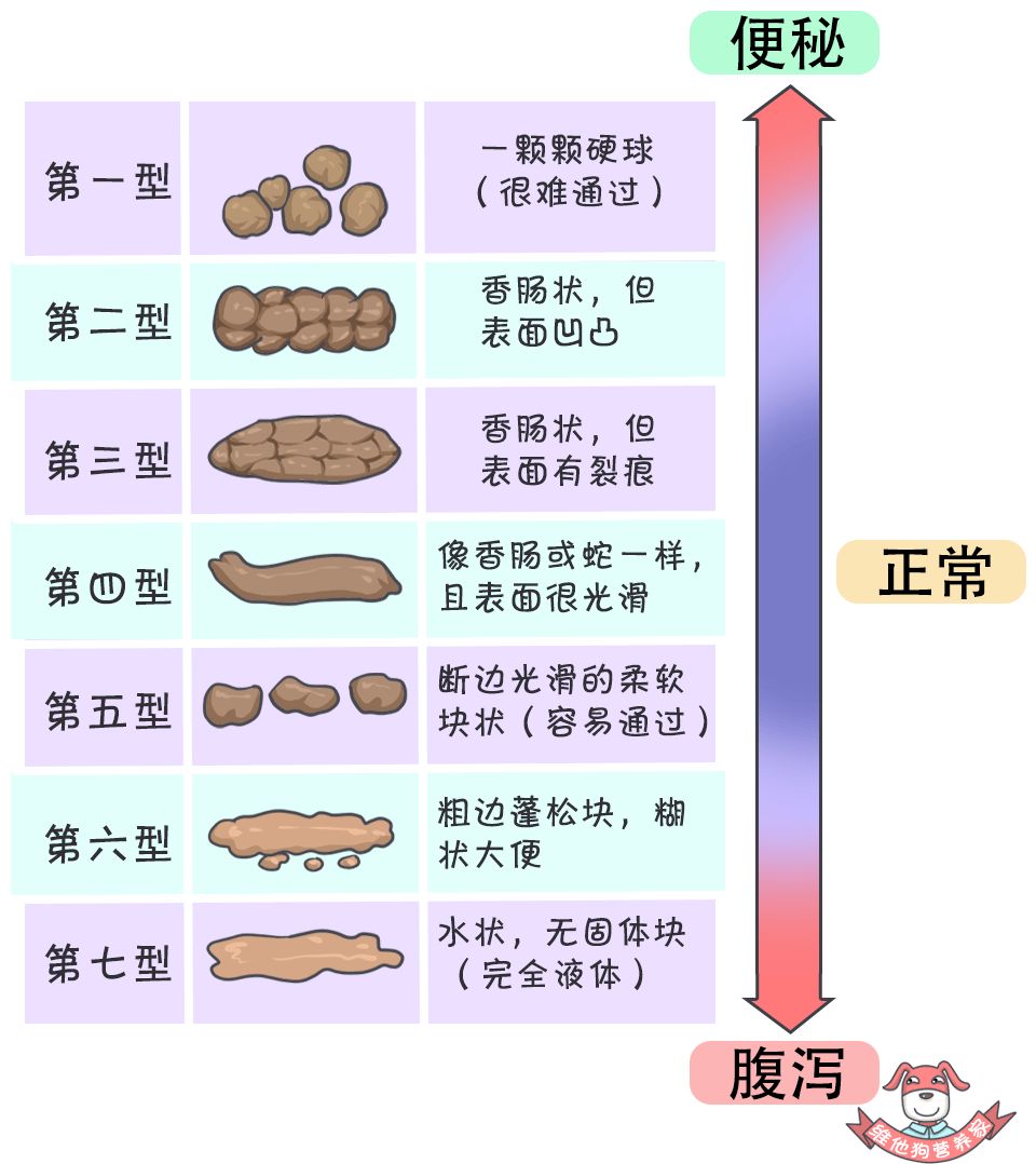 关于便便你不知道的知识,有关便便的知识