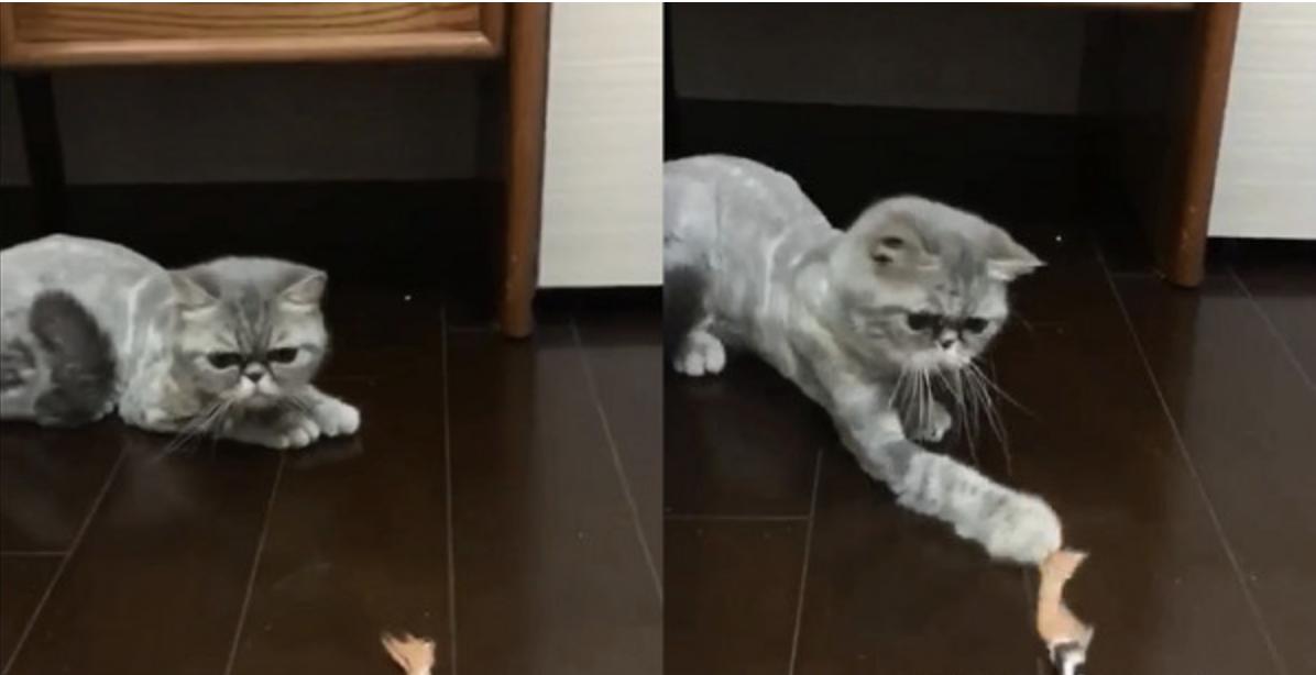 狗抱猫咪使劲摇晃视频,狗狗抱主人抖动视频