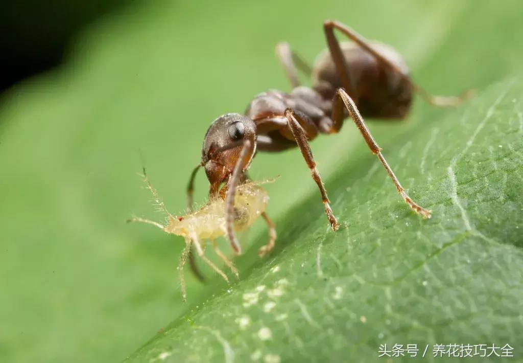 盆栽植物蚜虫有什么方法去除,盆栽蚜虫怎么消灭最快方法