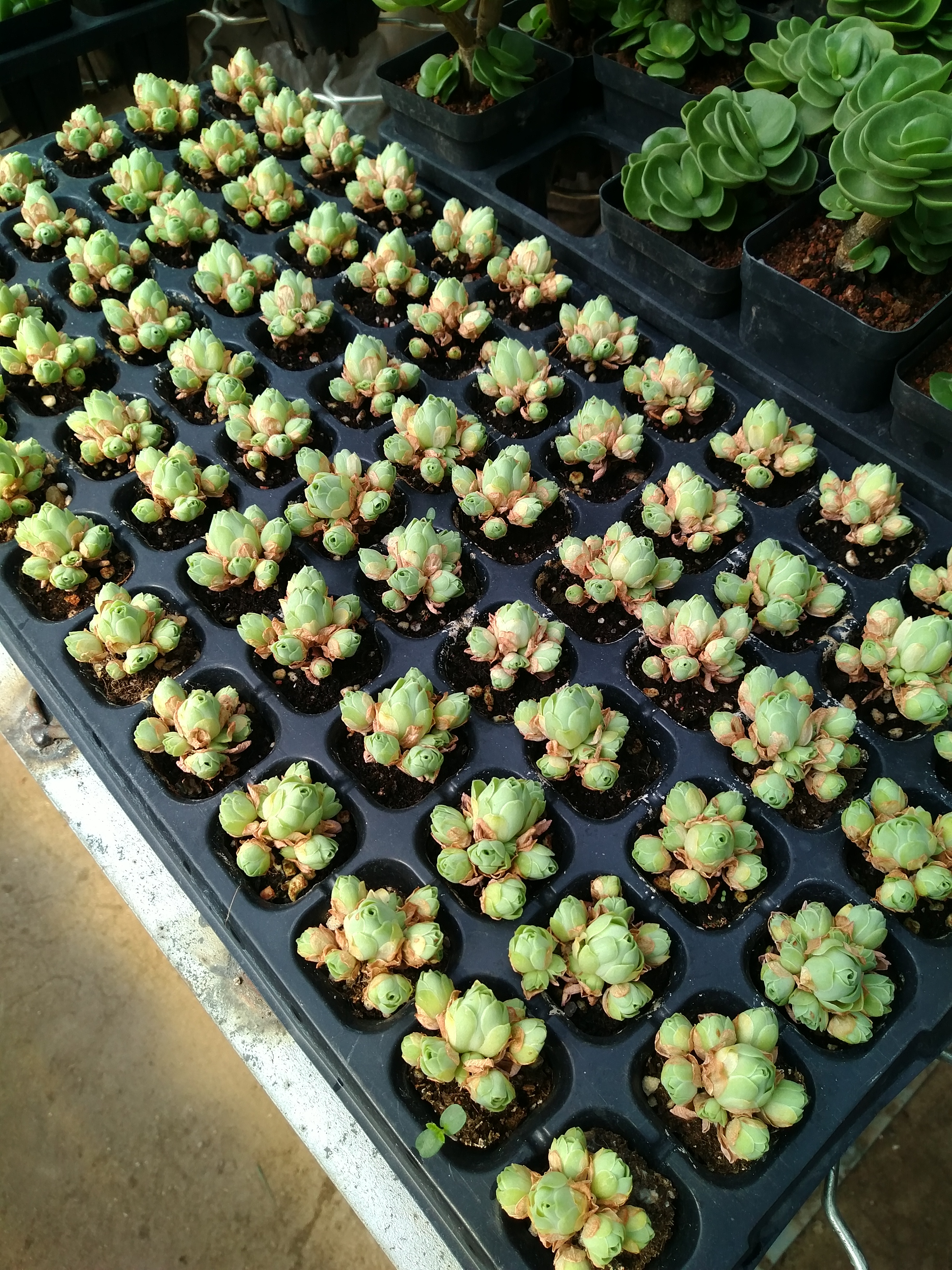 沈阳南湖花卉市场地址,沈阳南湖公园的花卉市场还有吗