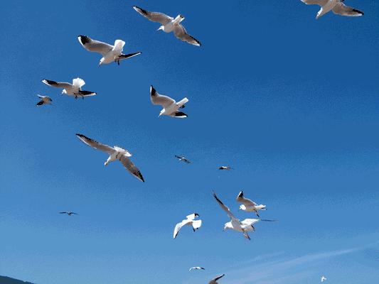 一组超棒的海底世界动态，值得欣赏