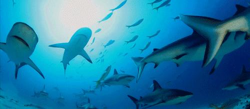 一组超棒的海底世界动态，值得欣赏