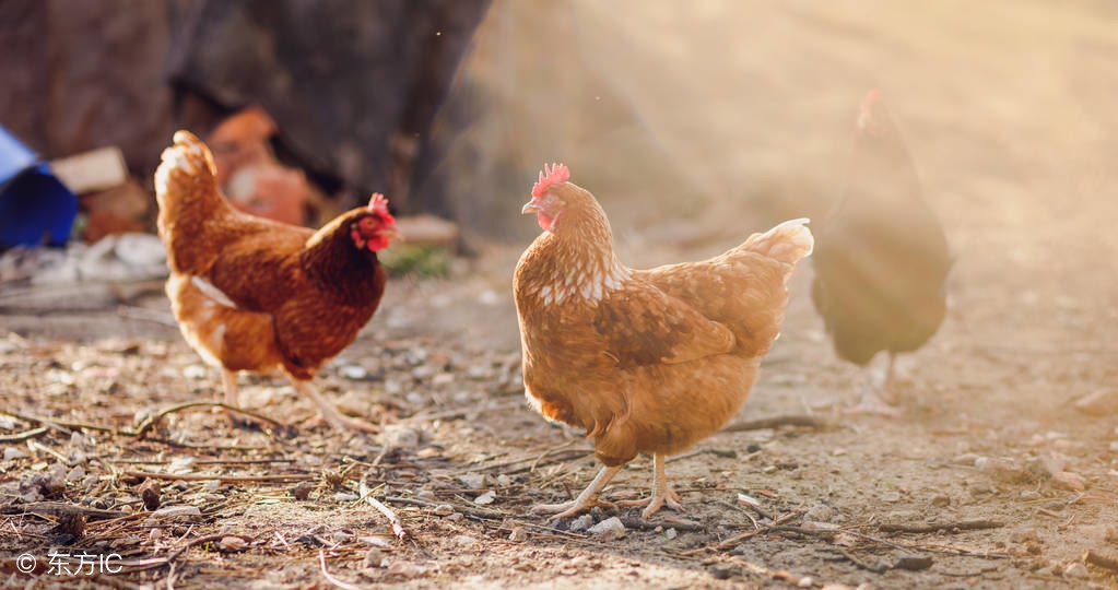 还在为家禽呼吸道病犯难吗？来看他是怎么防治的！