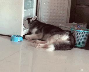 哈士奇vs雪橇犬,哈士奇是雪橇犬吧