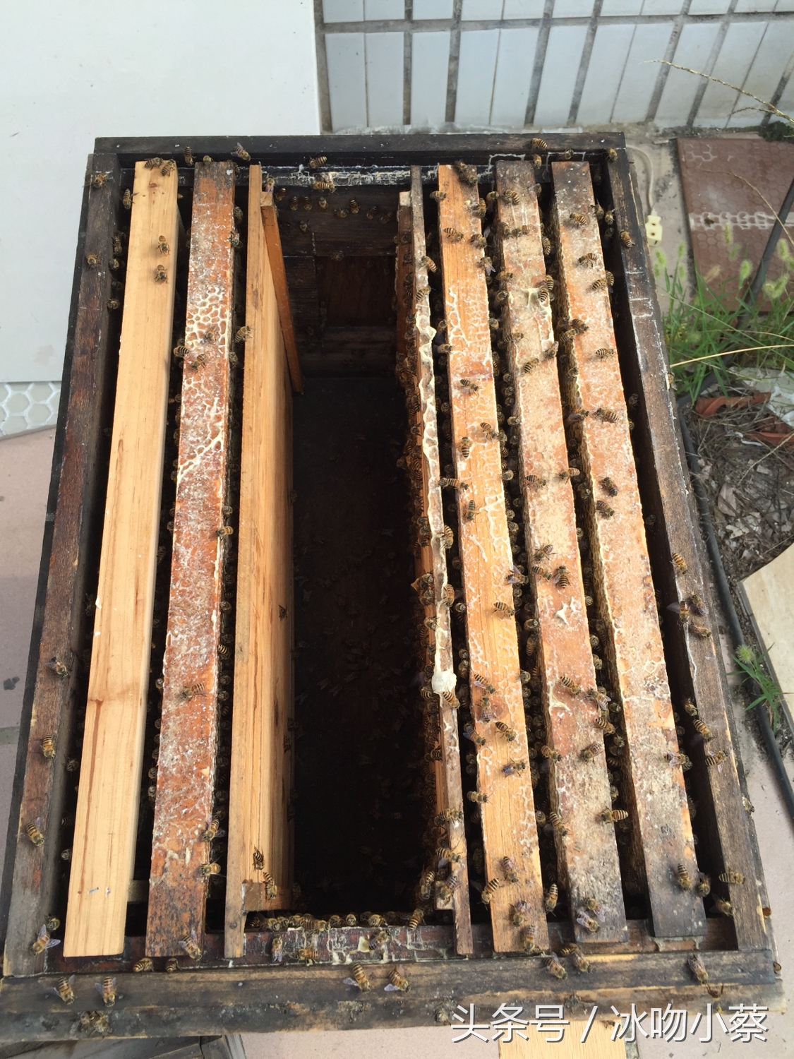 小蔡养殖视频大全,怎么培养双王蜜蜂群