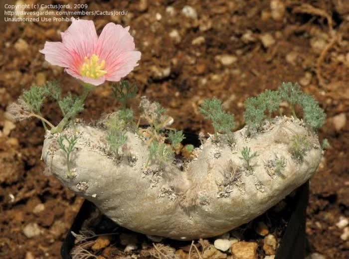 这工资还不够买一颗肉的……