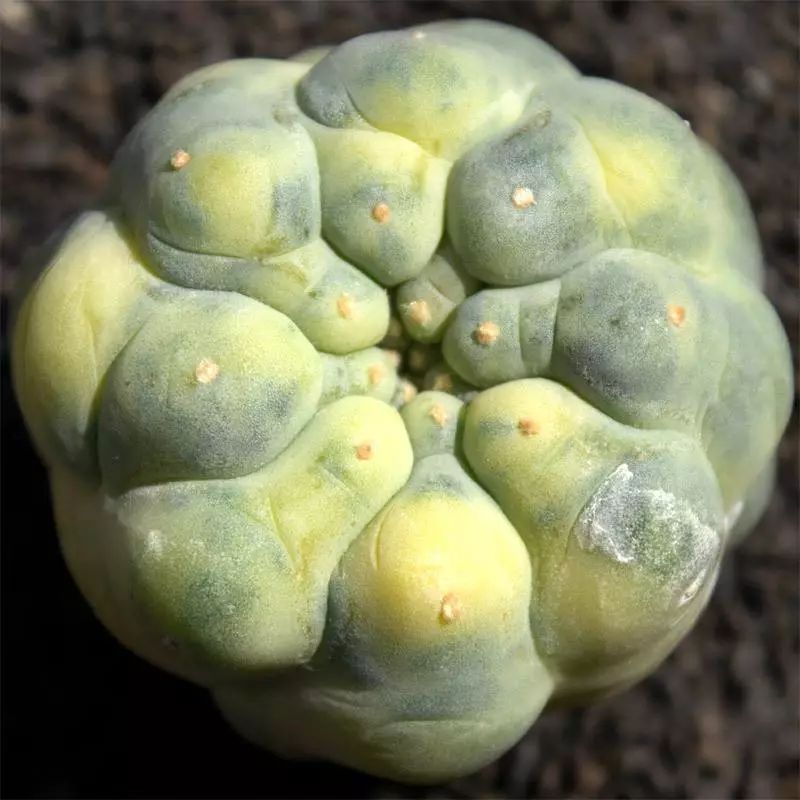 这工资还不够买一颗肉的……