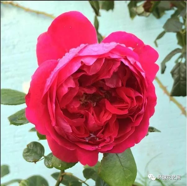 稀有玫瑰花品种大全图片,九种常见玫瑰花品种排名