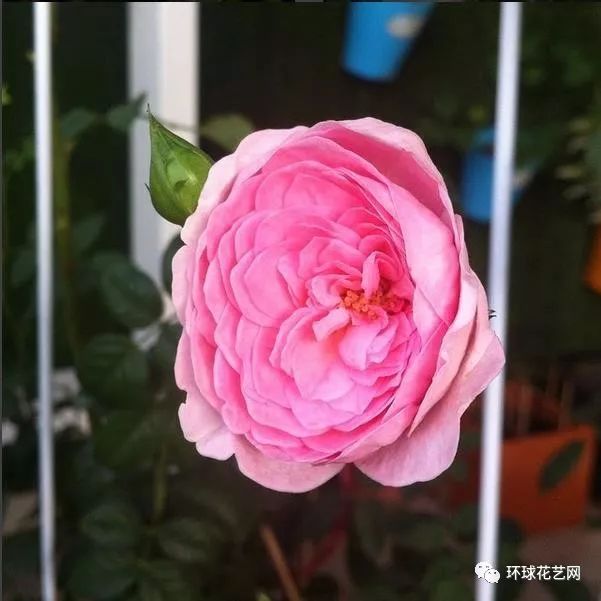 稀有玫瑰花品种大全图片,九种常见玫瑰花品种排名