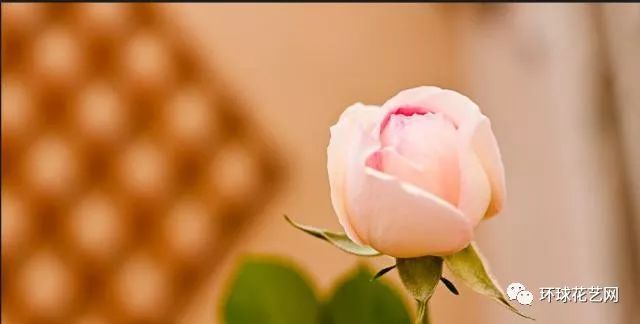 十大最稀有的玫瑰花品种图片,稀有玫瑰花品种大全图片