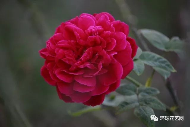 十大最稀有的玫瑰花品种图片,稀有玫瑰花品种大全图片