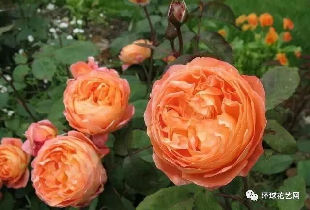 稀有玫瑰花品种大全图片,九种常见玫瑰花品种排名