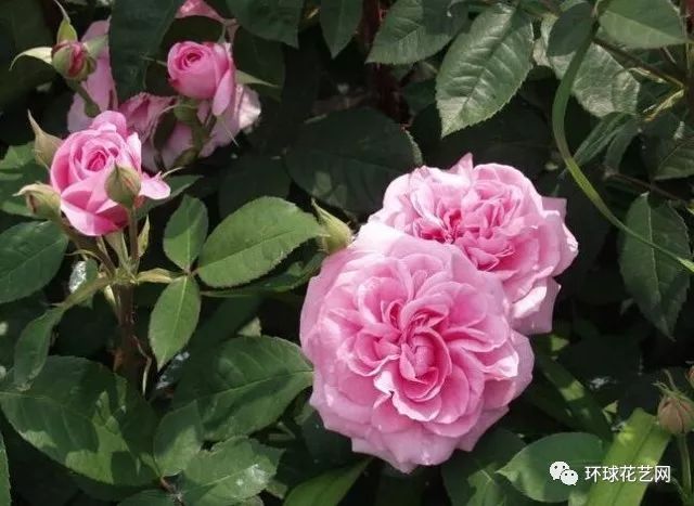 十大最稀有的玫瑰花品种图片,稀有玫瑰花品种大全图片