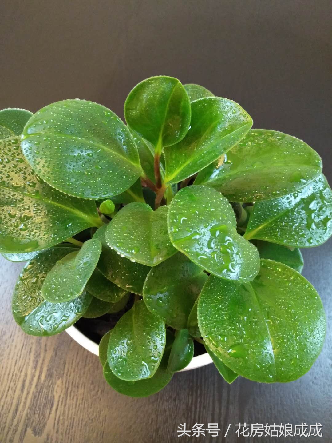 多肉碧玉花徒长怎么办,碧玉莲怎么避免徒长