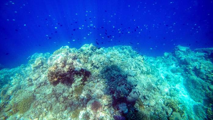 美娜多潜水圣地,印尼美娜多海豚潜水