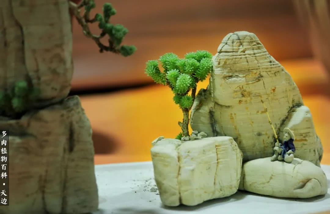 球松——不一样的美！诗一样的完美意境！