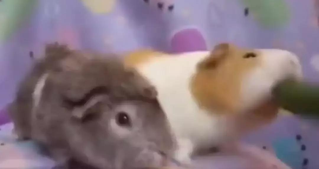 荷兰猪能不能大量吃黄瓜,荷兰猪可以只吃黄瓜胡萝卜白菜吗