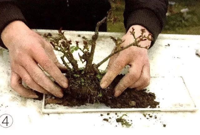 临水式月季盆景图片,最好养的月季盆景