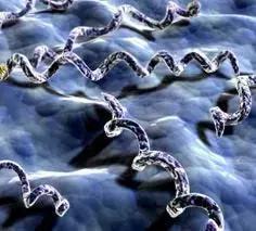 性病防治第二课：梅毒：“我就喜欢粘着你们人类”