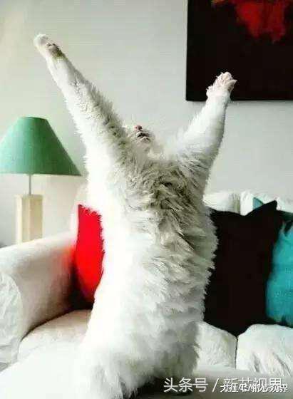 爱踢足球的猫,微笑的猫咪