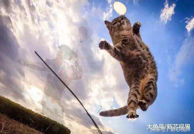 爱踢足球的猫,微笑的猫咪