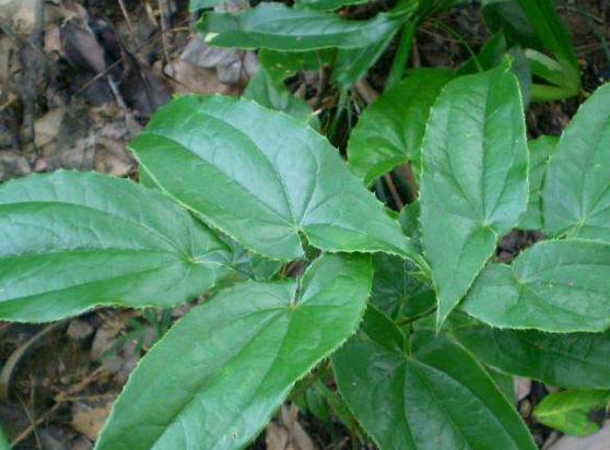 十大最经典的补肾中药,十大最好的补肾中药