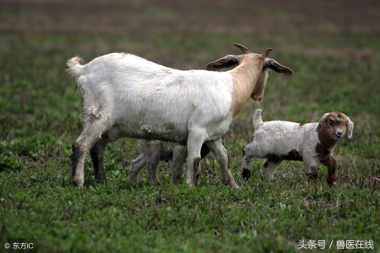 养羊未来十年前景如何,现在养羊什么前景最好