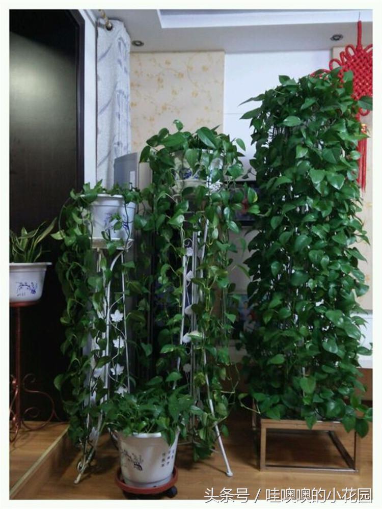 绿萝黄叶掉叶小妙招,绿萝疯狂长藤怎么办